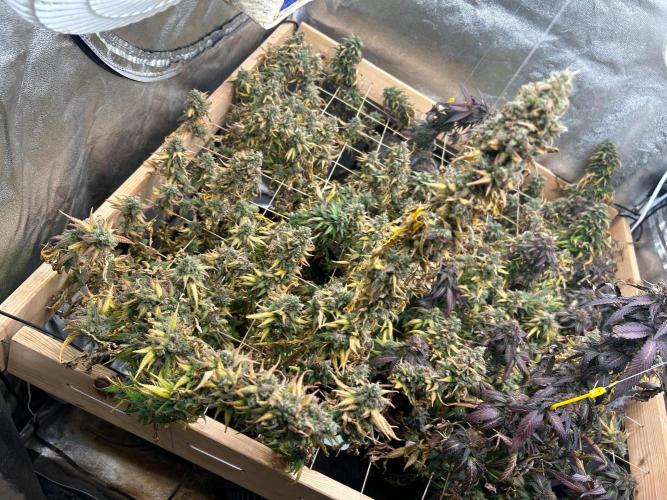 HS - Purple Kush. Week 28