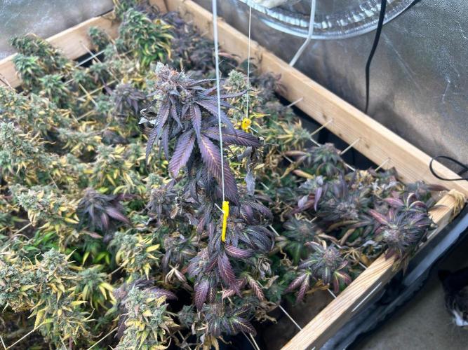 RQS - Gelato 44. Week 26