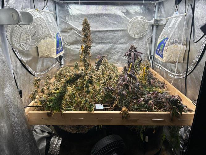 RQS - Gelato 44. Week 26