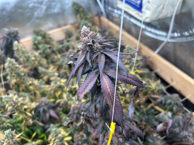 RQS - Gelato 44. Week 26
