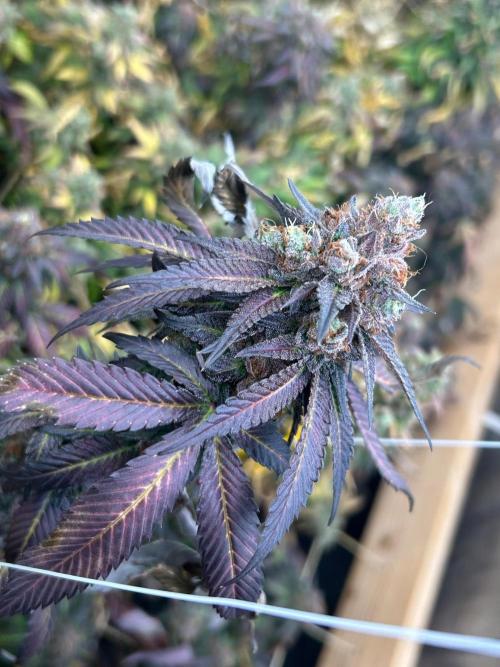 RQS - Gelato 44. Week 26