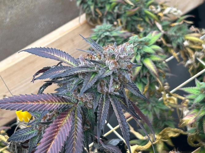 RQS - Gelato 44. Week 26