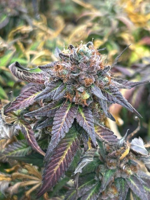 RQS - Gelato 44. Week 26