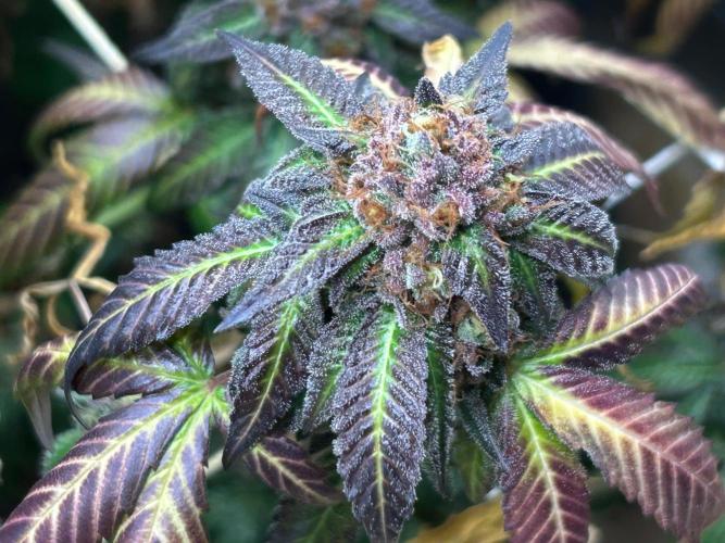 RQS - Gelato 44. Week 26