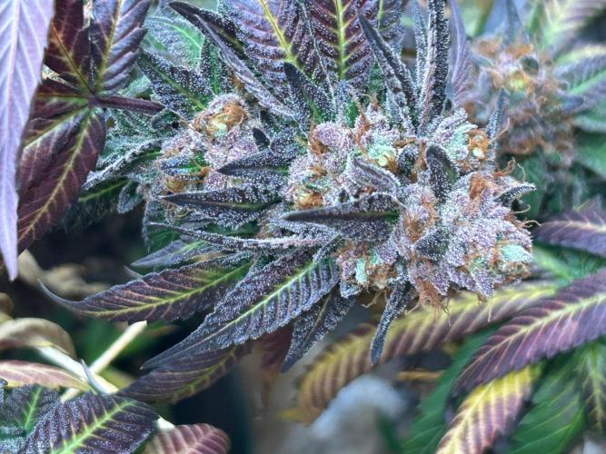 Gelato 44. Week 26