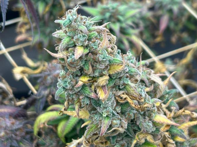 RQS - Tropicana Cookies Purple. Week 27