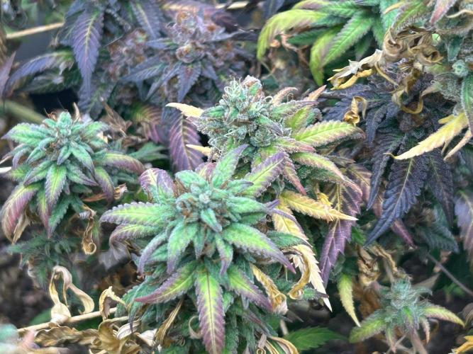 RQS - Tropicana Cookies Purple. Week 27