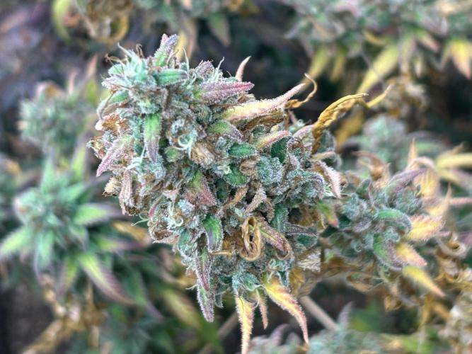 RQS - Tropicana Cookies Purple. Week 27