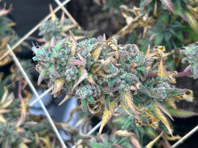 Grow Tent 3x3. Week 27