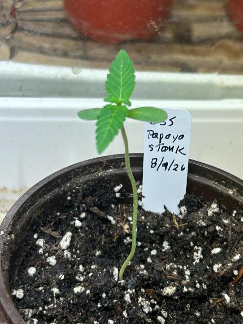OSS - Papaya Stank. Week 1 - 8/15/26
