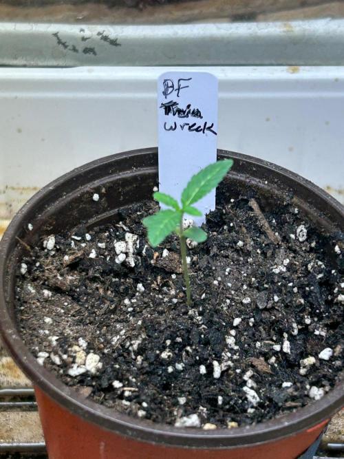 BF - Trainwreck. Week 1
