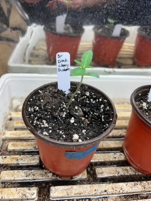 BF - Black Cherry Gushers. Week 1 - 8/15/26