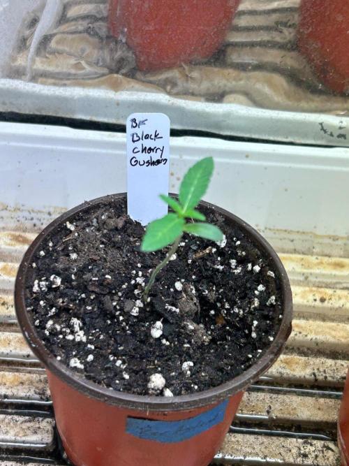 BF - Black Cherry Gushers. Week 1