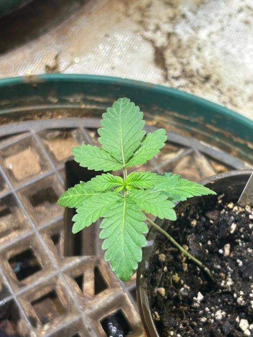 OSS - Papaya Stank. Week 2