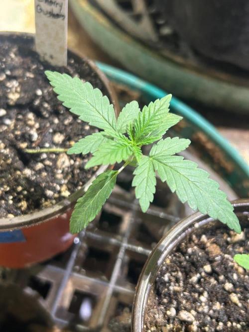 BF - Black Cherry Gushers. Week 2