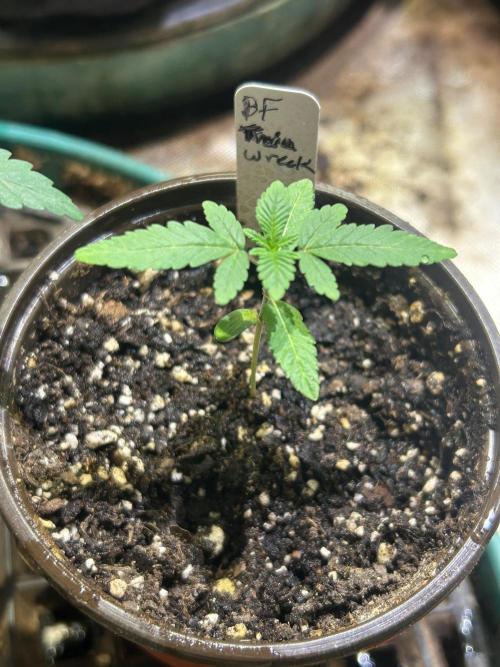 BF - Trainwreck. Week 2