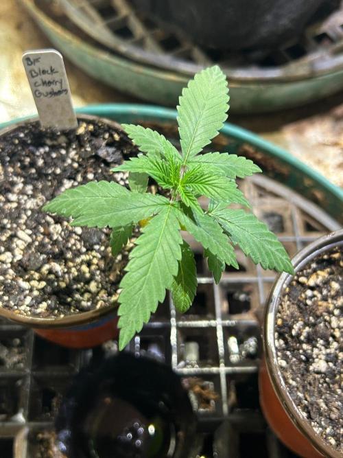 BF - Black Cherry Gushers. Week 3