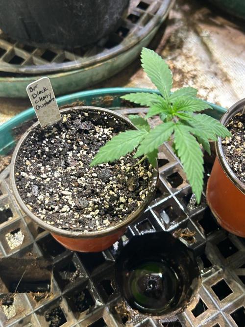BF - Black Cherry Gushers. Week 3