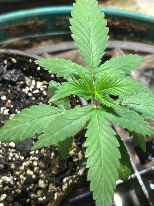 BF - Black Cherry Gushers. Week 3