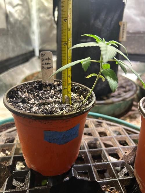 Grow Tent 3x3. Week 3