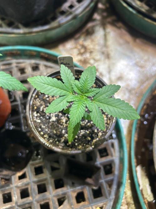 BF - Trainwreck. Week 3