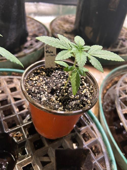 BF - Trainwreck. Week 3