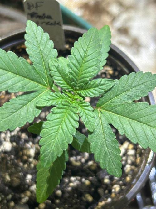 BF - Trainwreck. Week 3