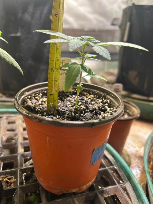 Trainwreck. Week 3