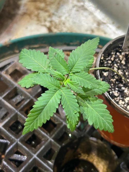 OSS - Papaya Stank. Week 3