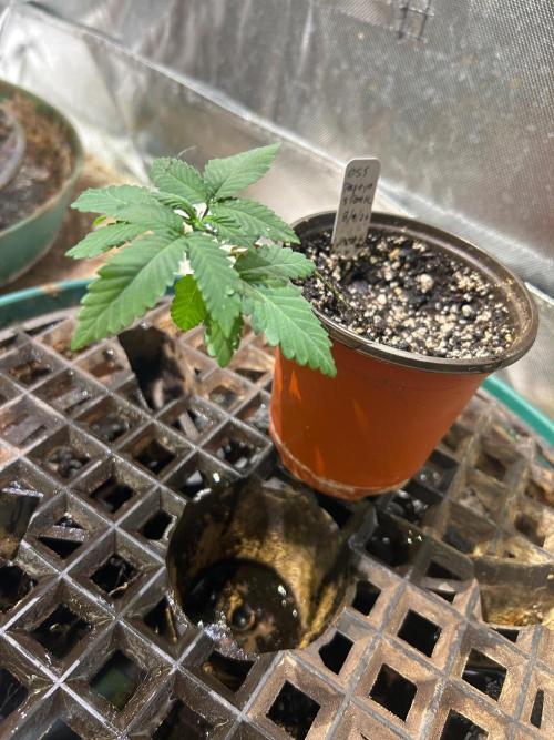 OSS - Papaya Stank. Week 3