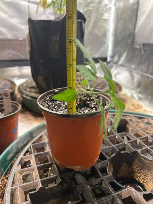 OSS - Papaya Stank. Week 3