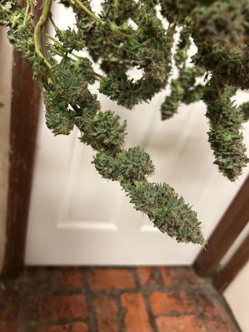 WSE - Sour Diesel. Week 29
