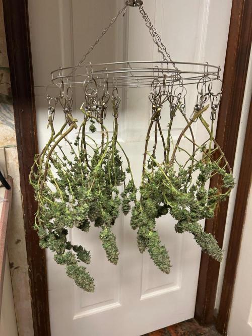 WSE - Sour Diesel. Week 29