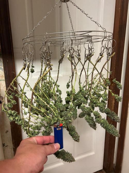 WSE - Sour Diesel. Week 29