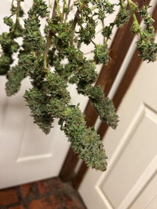 WSE - Sour Diesel. Week 29