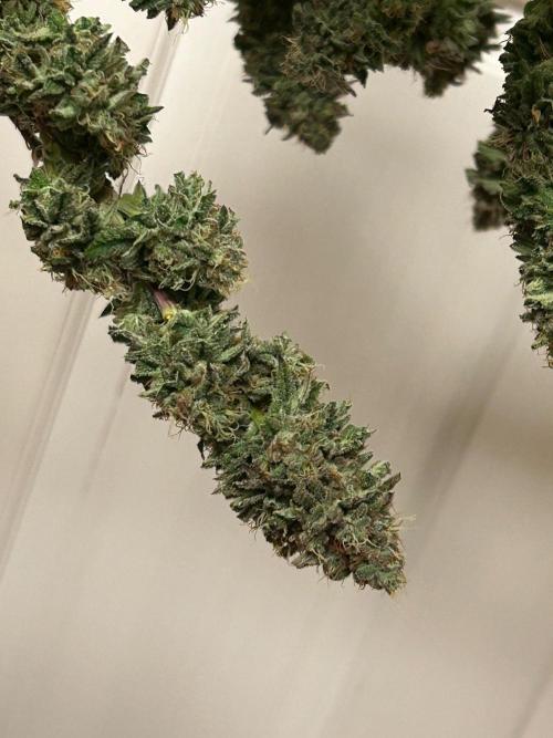 WSE - Sour Diesel. Week 29