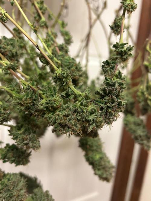 WSE - Sour Diesel. Week 29
