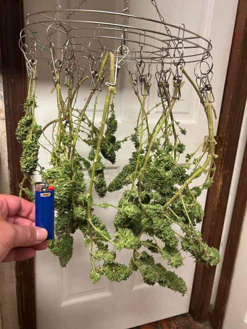 WSE - NYC Diesel. Week 29
