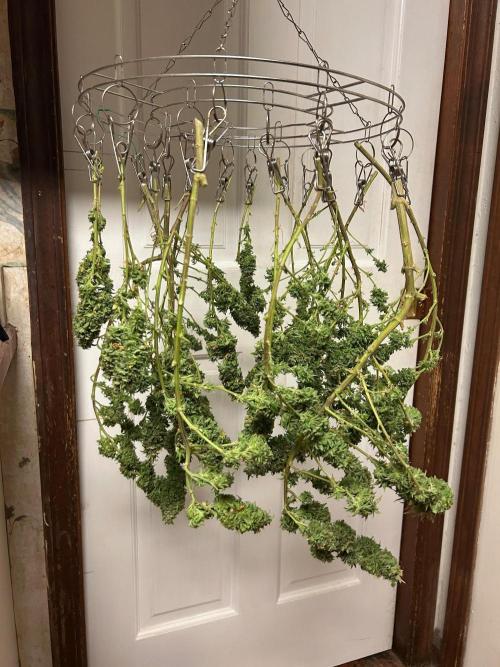 WSE - NYC Diesel. Week 29 - 8/11/26