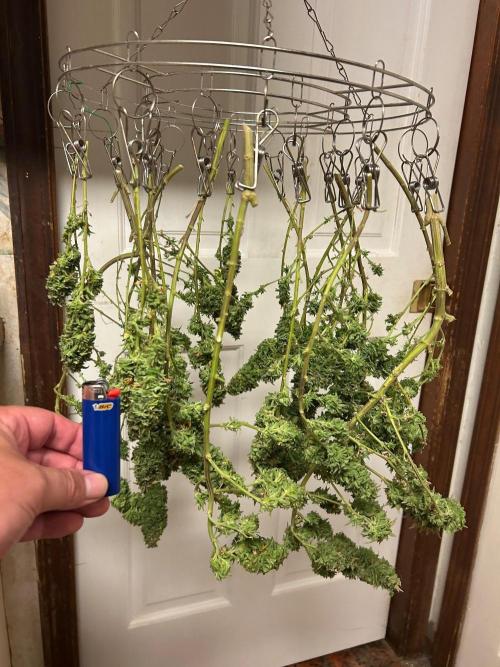 WSE - NYC Diesel. Week 29