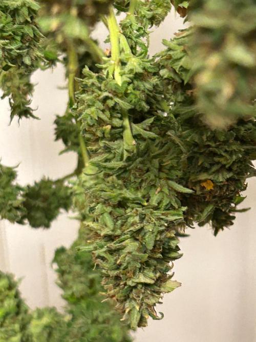 WSE - NYC Diesel. Week 29