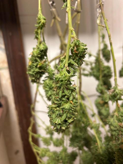 WSE - NYC Diesel. Week 29