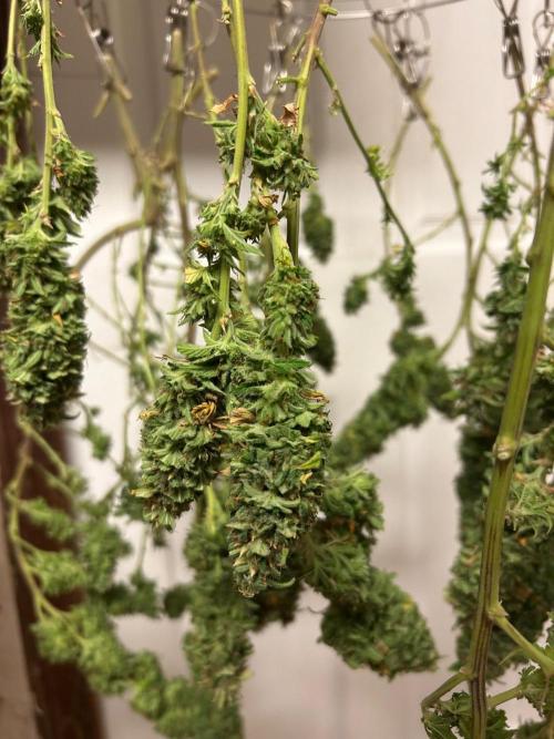 WSE - NYC Diesel. Week 29