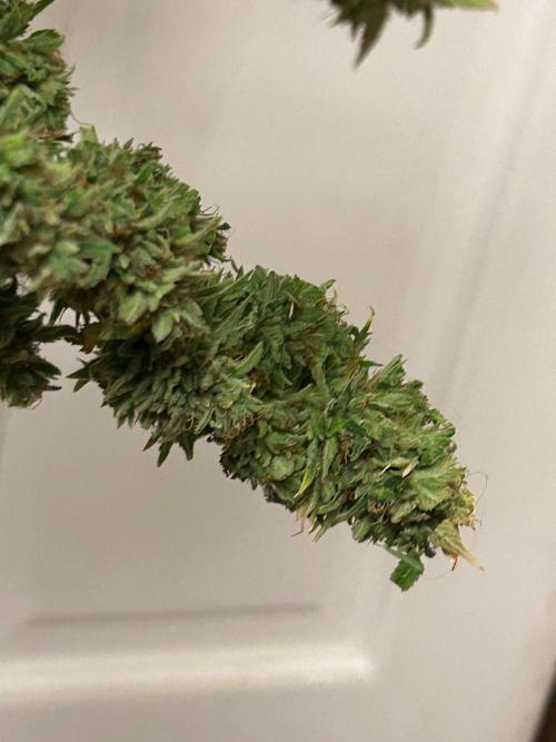 WSE - NYC Diesel. Week 29