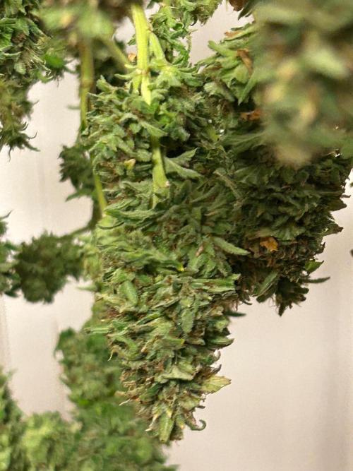 WSE - NYC Diesel. Week 29