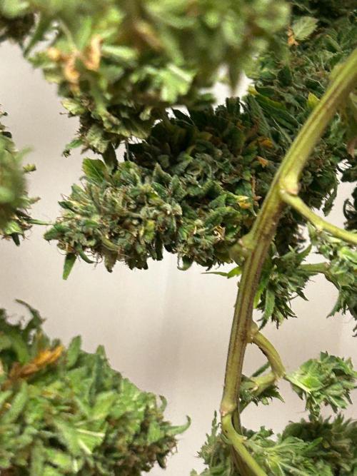 WSE - NYC Diesel. Week 29