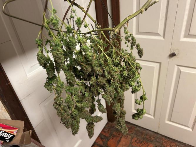HS - Purple Kush. Week 29