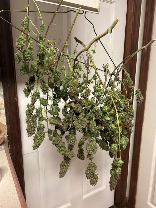 HS - Purple Kush. Week 29 - 8/13/26