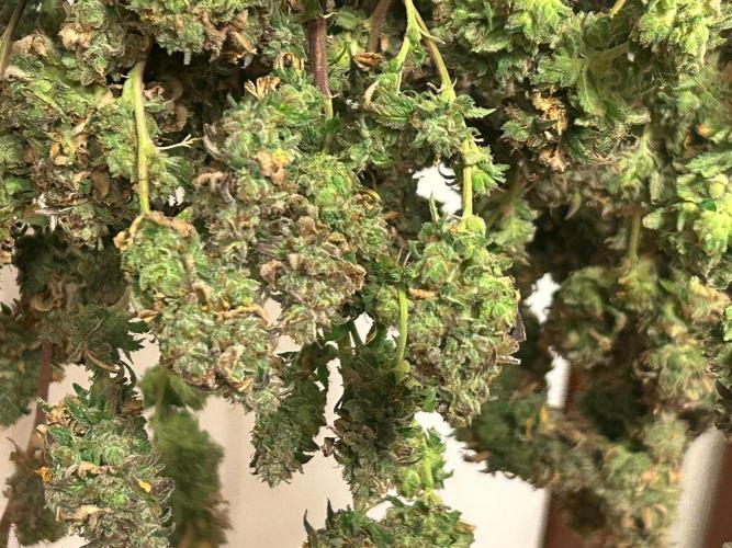 HS - Purple Kush. Week 29
