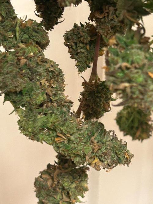 Purple Kush. Week 29